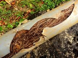 Tree Root Infiltration